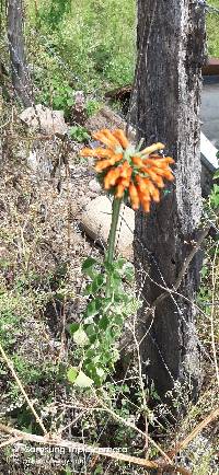 Leonotis nepetifolia image