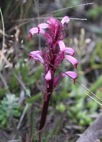 Pedicularis incurva image