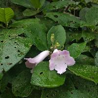 Delostoma integrifolium image