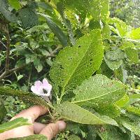 Delostoma integrifolium image