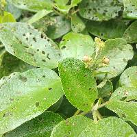 Delostoma integrifolium image