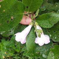 Delostoma integrifolium image