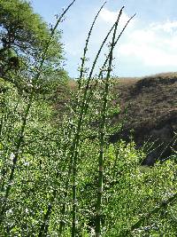 Equisetum giganteum image