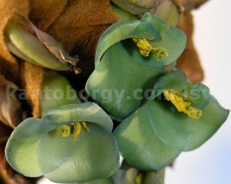 Puya roseana image