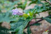 Datura stramonium image