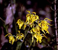 Cyrtochilum pardinum image