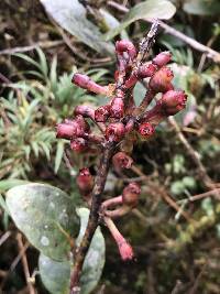 Macleania rupestris image