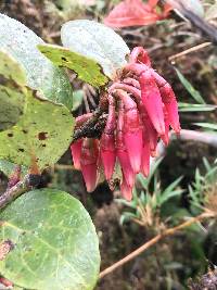 Macleania rupestris image