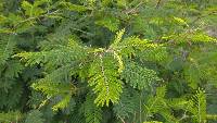 Vachellia macracantha image