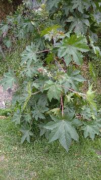 Ricinus communis image