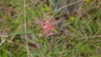 Castilleja arvensis image