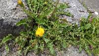 Taraxacum officinale image