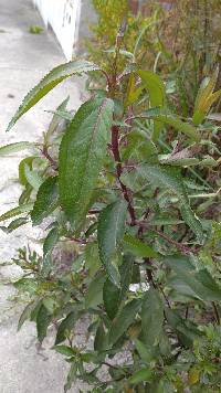 Baccharis latifolia image