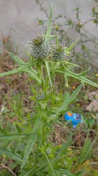 Cirsium vulgare image