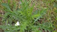 Cirsium vulgare image