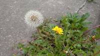 Taraxacum officinale image