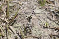 Polygala paniculata image