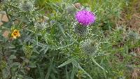 Cirsium vulgare image