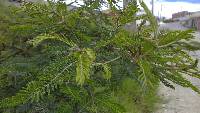 Vachellia macracantha image