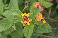 Lantana camara image