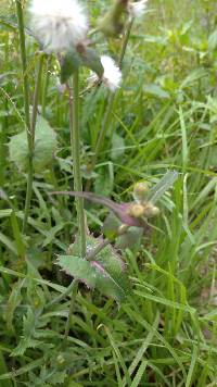 Sonchus oleraceus image