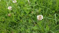 Trifolium repens image