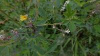 Sonchus oleraceus image