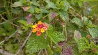 Lantana camara image