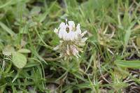 Trifolium repens image