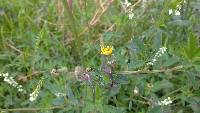 Sonchus oleraceus image