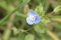 Veronica persica image