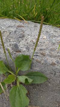 Plantago major image