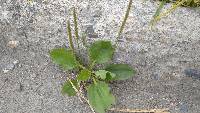 Plantago major image