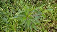 Baccharis latifolia image