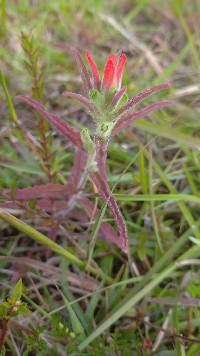 Castilleja arvensis image