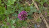 Trifolium pratense image