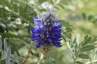 Dalea coerulea image