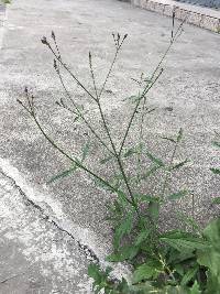 Verbena litoralis image