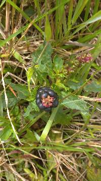 Image of Phytolacca bogotensis