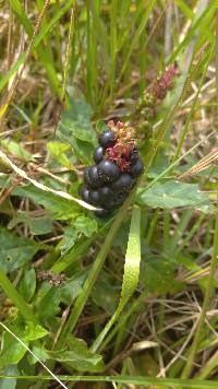 Phytolacca bogotensis image