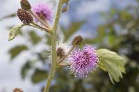 Mimosa albida image