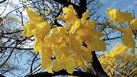 Handroanthus chrysanthus image