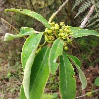 Euphorbia laurifolia image