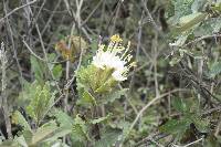 Cantua quercifolia image