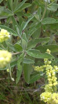 Lepechinia betonicifolia image