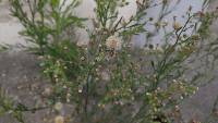 Erigeron bonariensis image