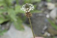 Plantago lanceolata image