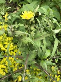 Sonchus oleraceus image