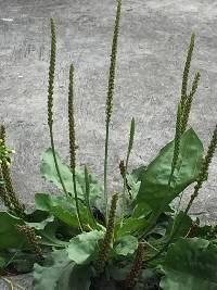 Plantago major image