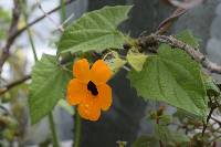 Thunbergia alata image